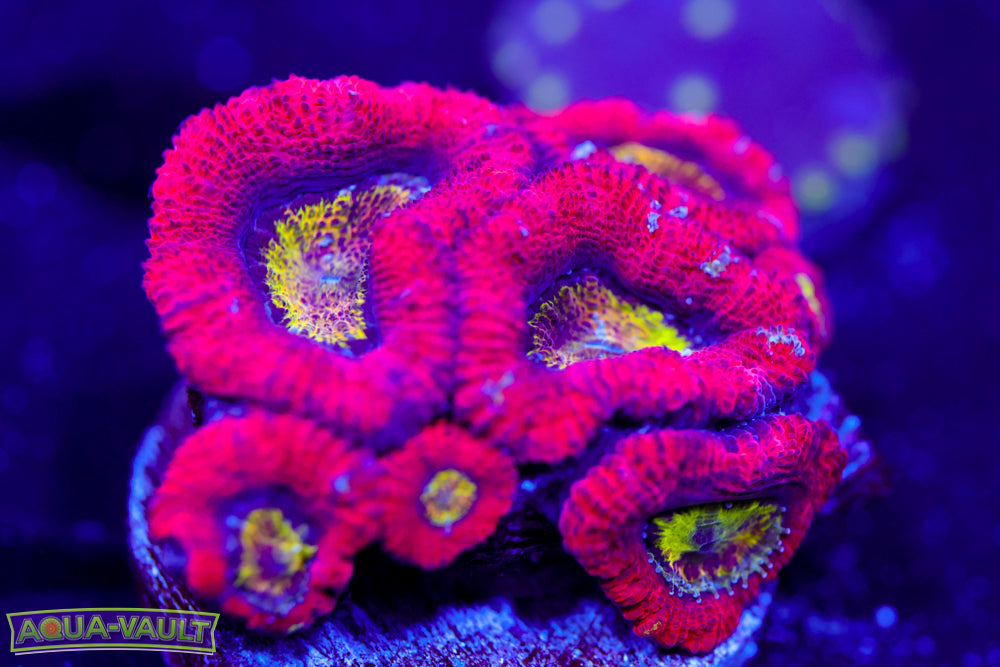 Evil Eye Rainbow Acan Mini Colony