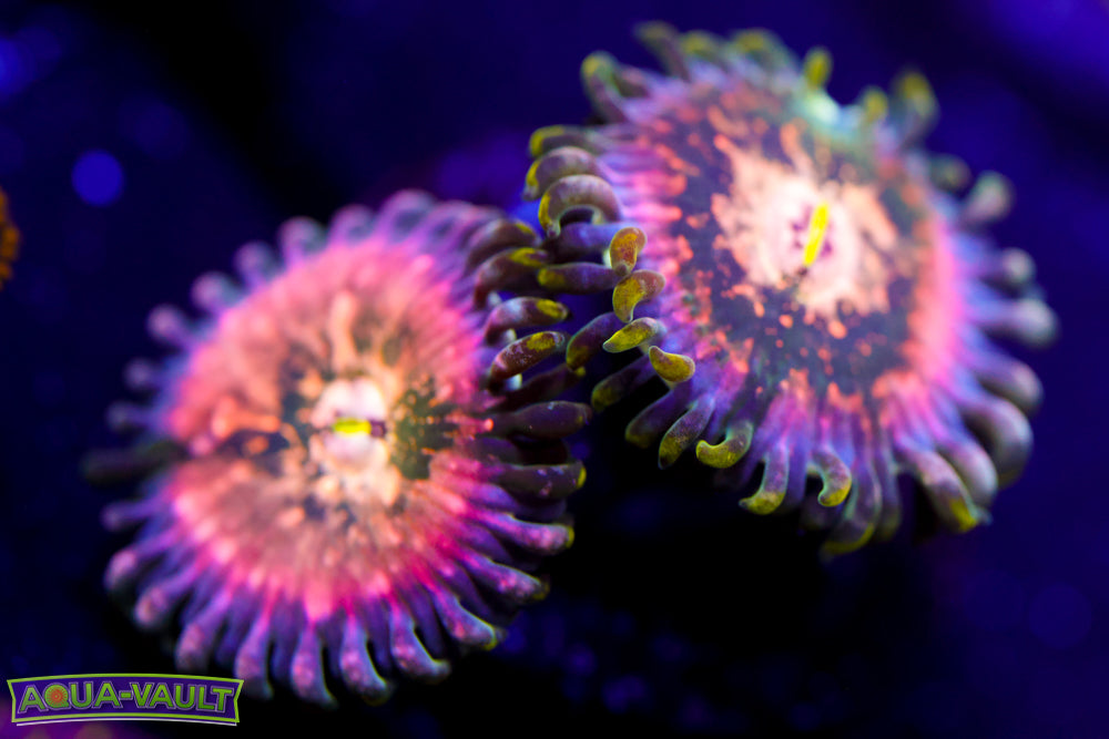 Cosmic Rainbow Zoa