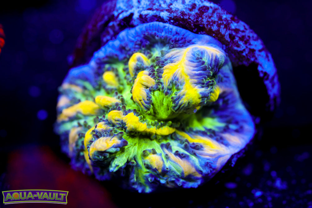 Emerald City Hydnophora