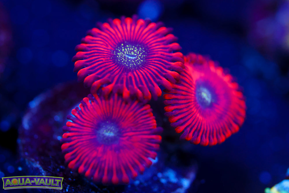 Magician Zoa