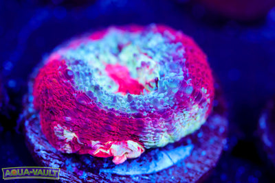 CV Master Bowerbanki $$$$