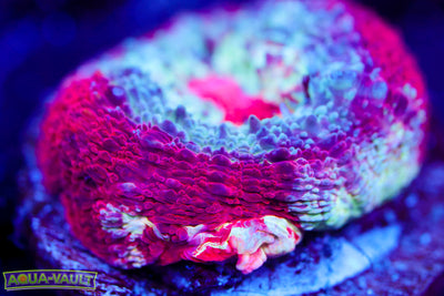 CV Master Bowerbanki $$$$