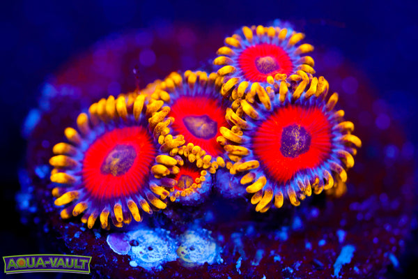 Eagle Eye Zoa