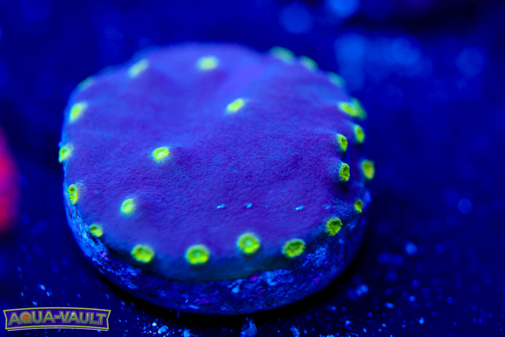 Neon Scroll Coral