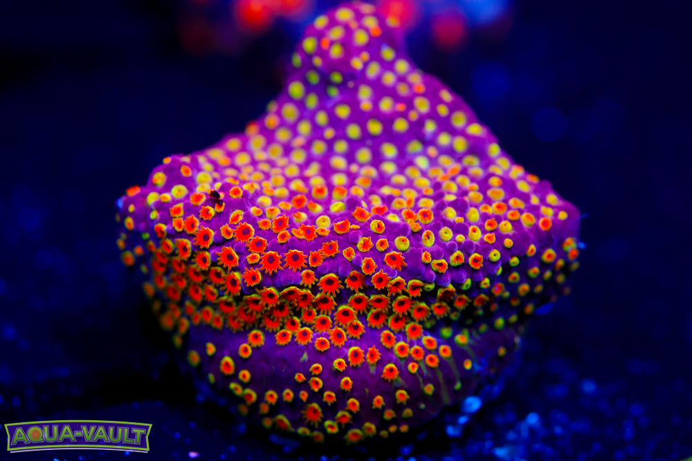 Looney Tunes Stylocoeniella $$$