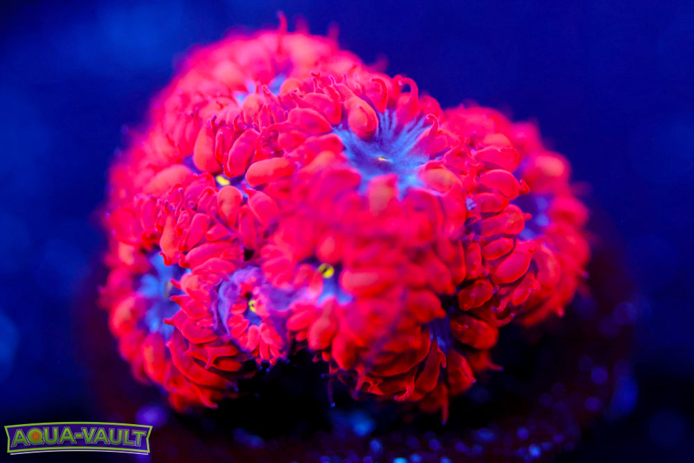 Superman Blasto Merletti 2