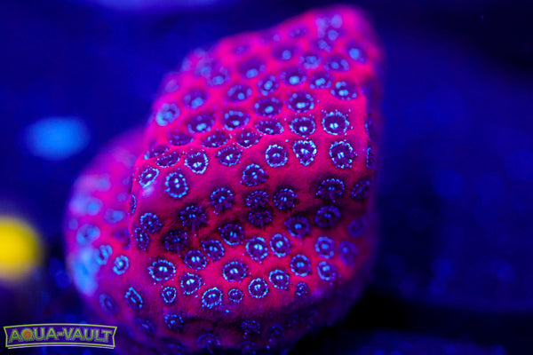 Darth Maul Porites