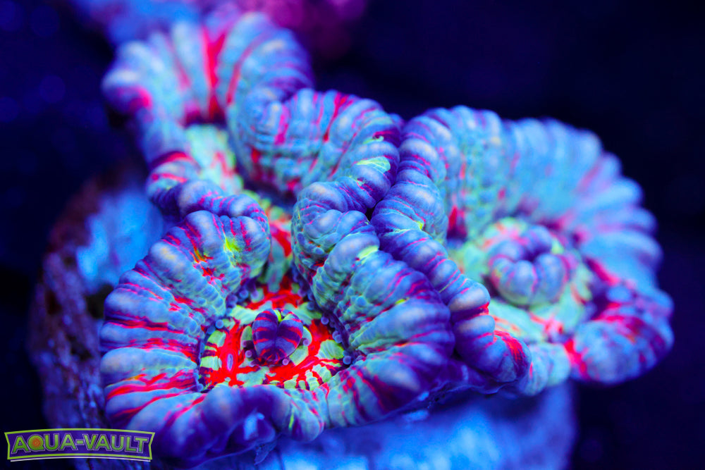 Hawaiian Wilsoni (Aquacultured)