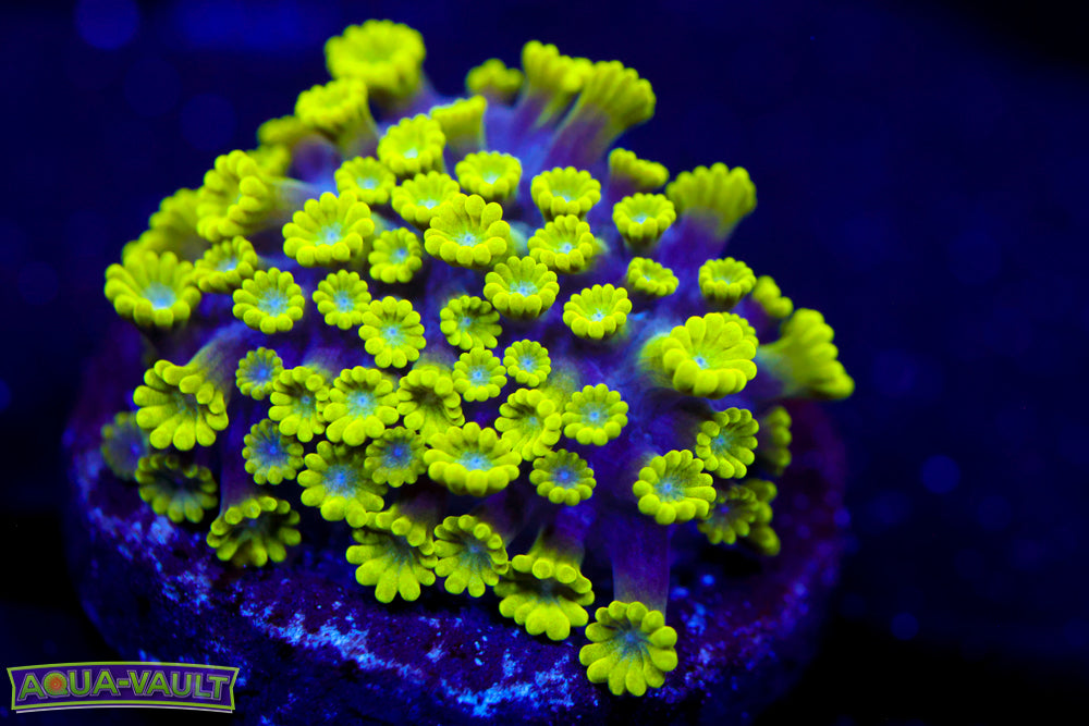 CV Grouch Micro Alveopora (HOT NEW)