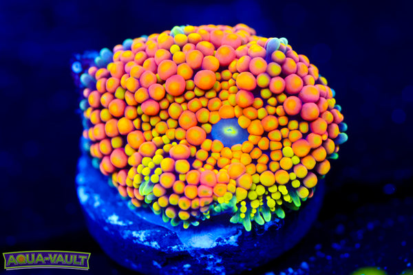 Orange Twist Rainbow Ricordea
