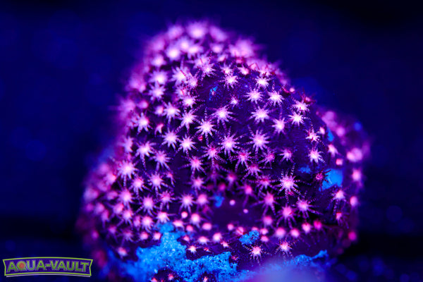 ECC Purple Passion Stylocoeniella