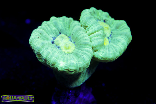 Double Trumpet Coral