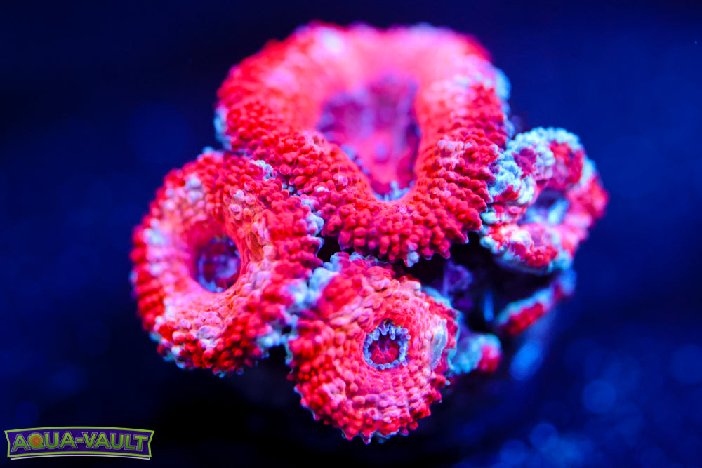 First Kiss Pink Acan