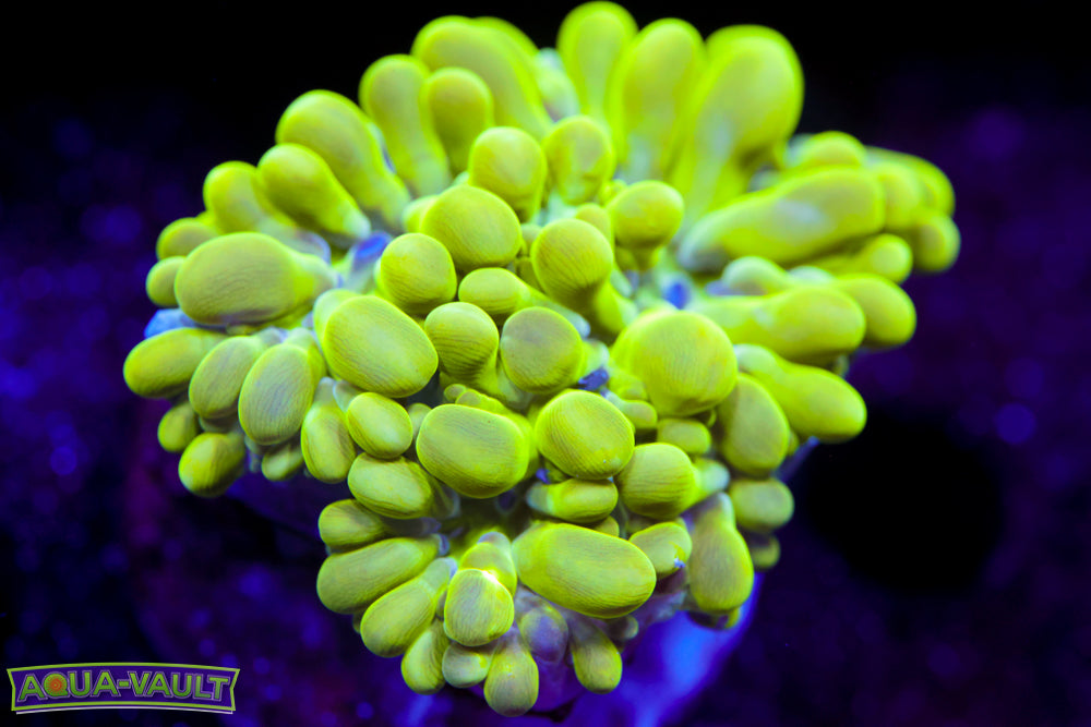Neon Maze Bubble Frag