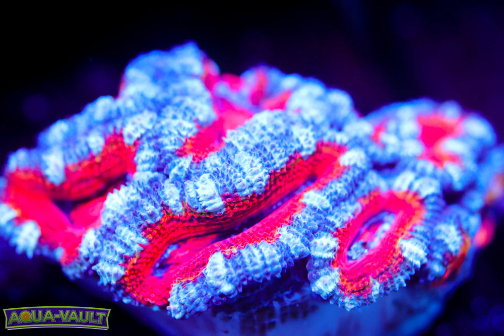 Blue Lips Acan Mini Colony