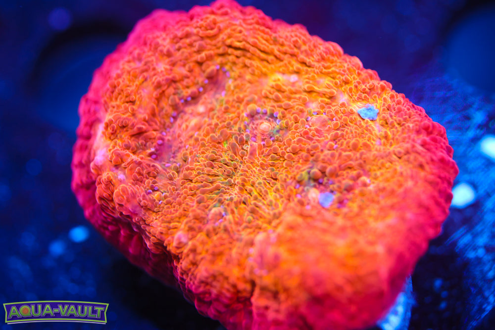 ARC Ludacris Chalice