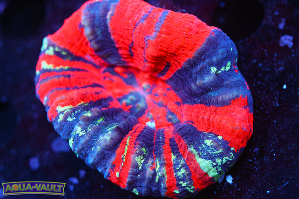 War Paint Scoly 2.5"