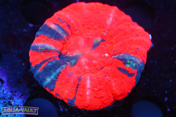 Reverse War Paint Scoly 2.5"