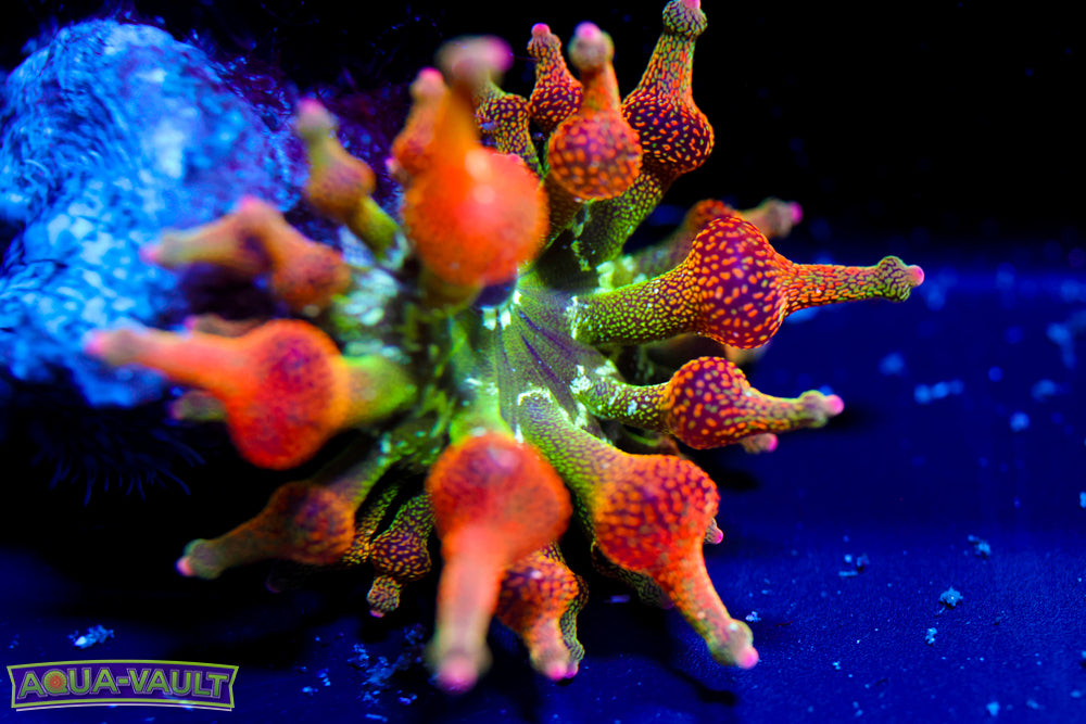 ECC Nexus Sunburst (red side)