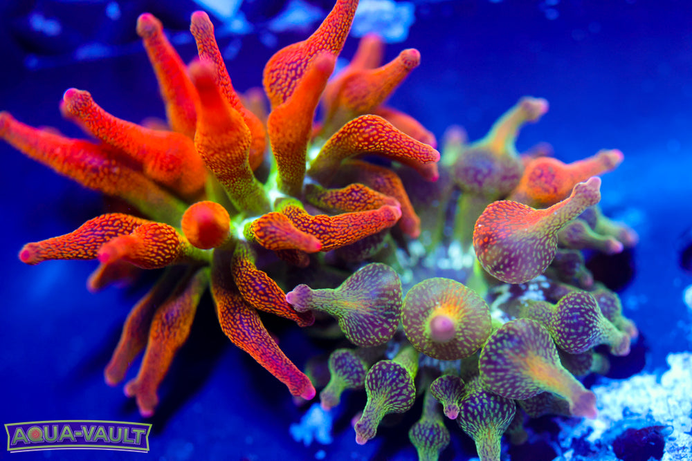 Pair ECC Nexus Sunburst