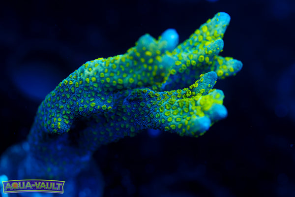 Green Branching Montipora Digitata