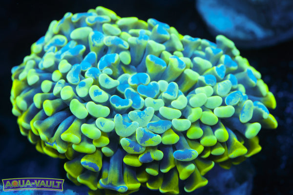 Green Branching Splatter Hammer