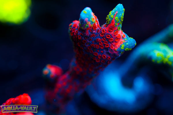 WWC Contraband Montipora Digitata
