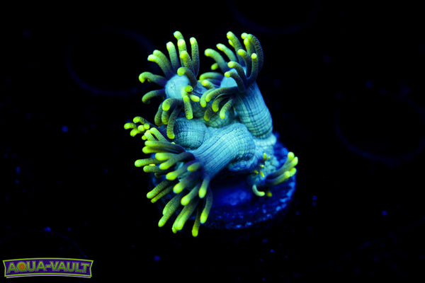 Slimer Goni