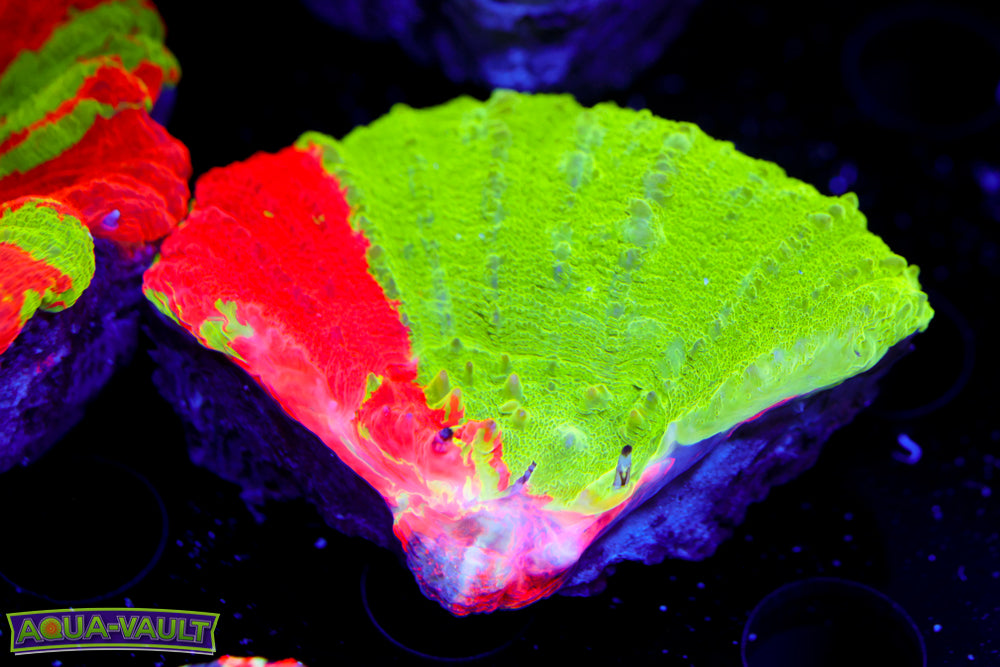 Fragable Bleeding Apple Scoly