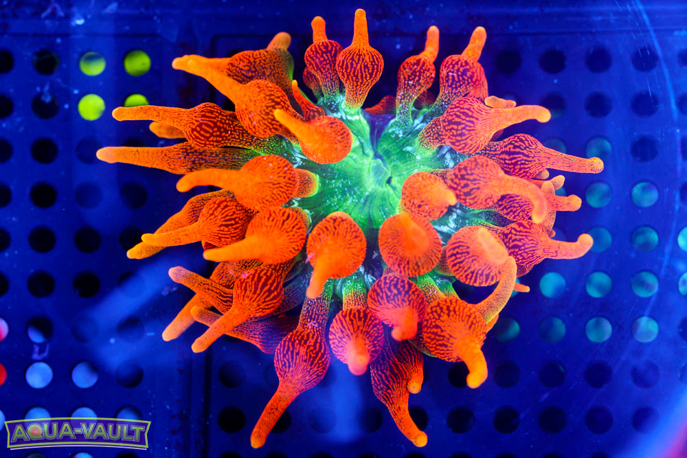 OG Colorado Sunburst Nem 2.5-3"