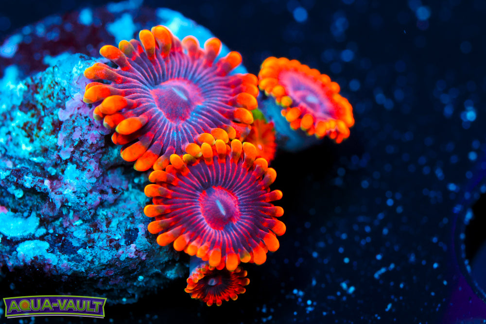 Burning Ember Zoa