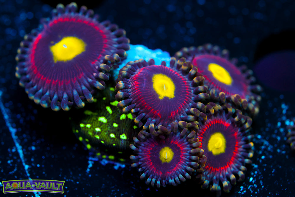 Pink Ring of Death Zoa