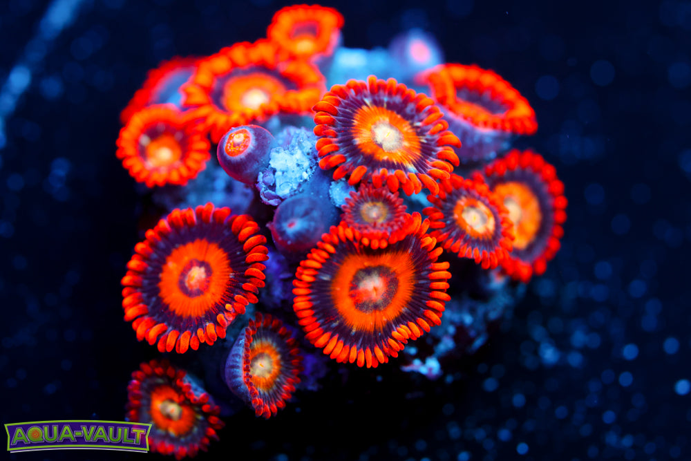 Speckled Fire & Ice Zoa 1