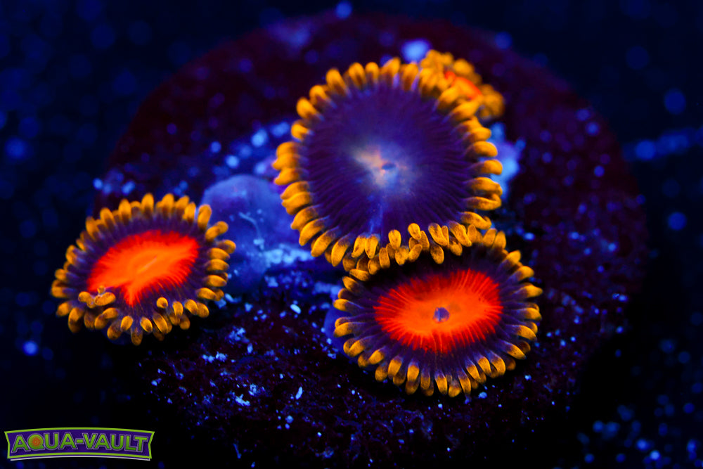 Yellow Brick Road Zoa