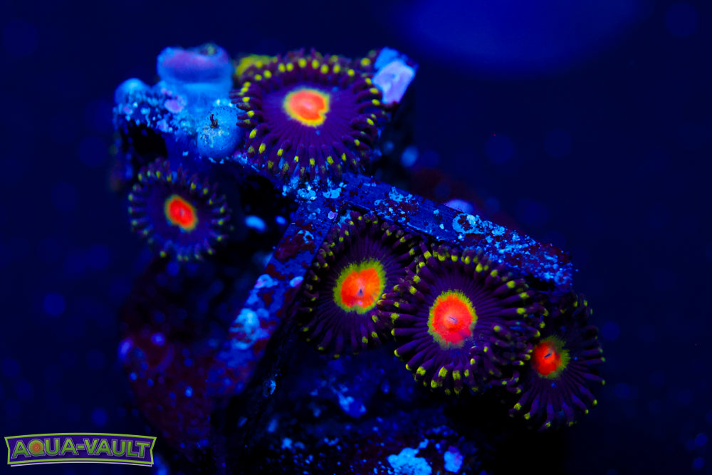 Promethean Zoa