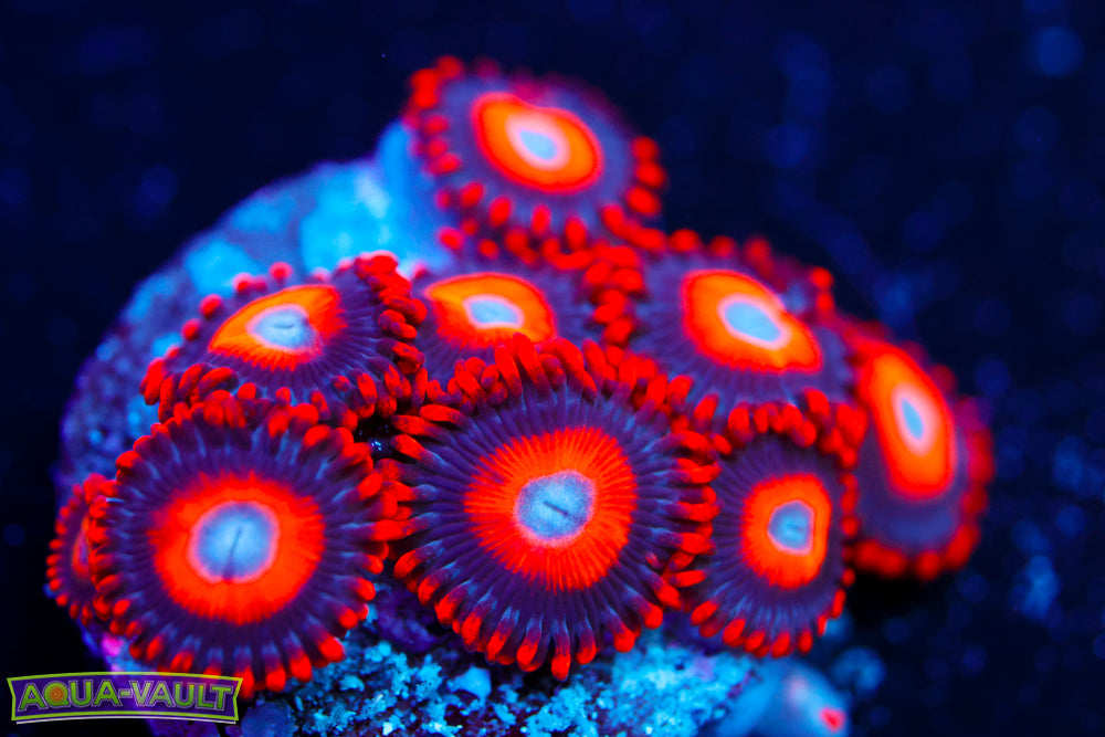 Blonde Eye Bitches Zoa