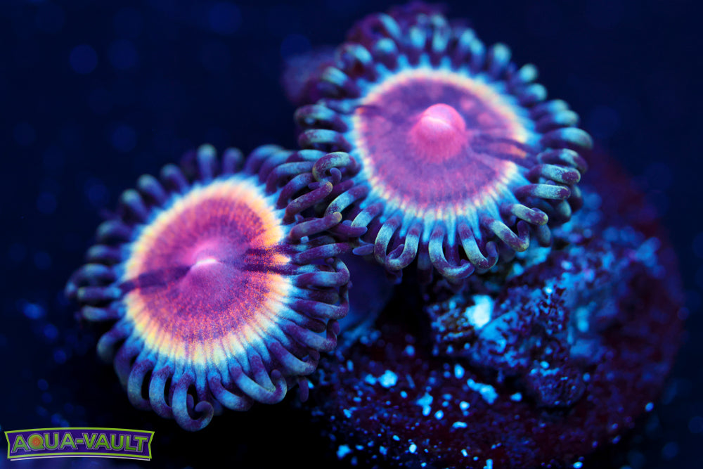 Peach Vamp Zoa 1