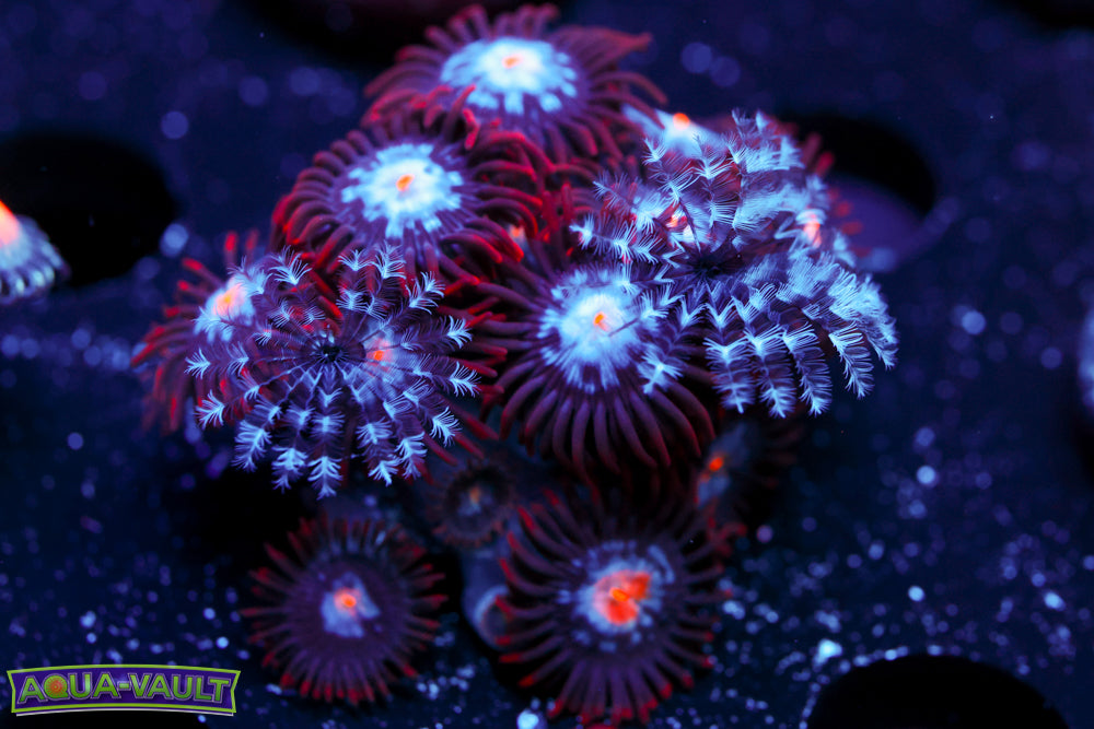 Mystique Zoa + Feather Duster 1