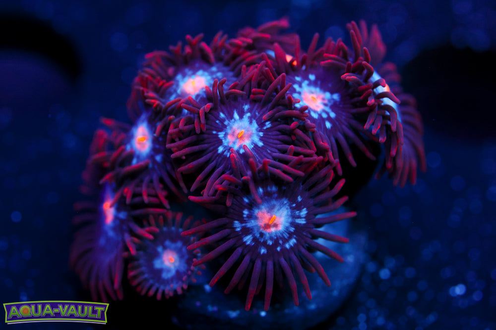 Mystique Zoa 1