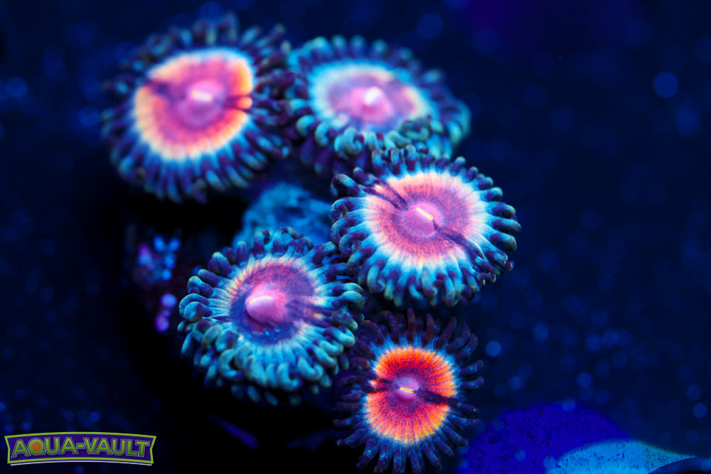 Peach Vamp Zoa 4