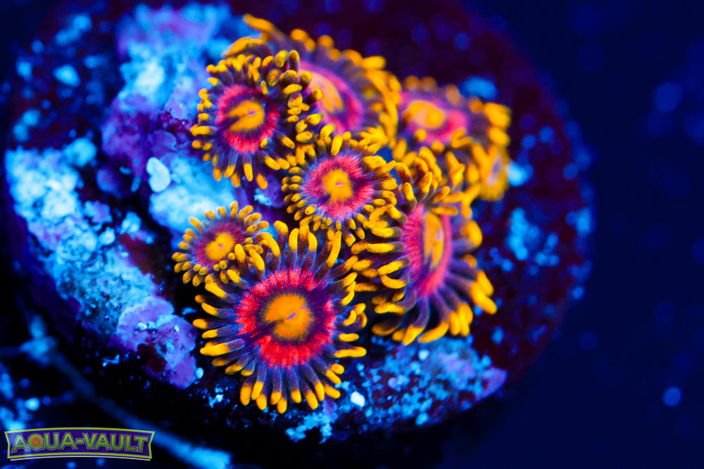 Joe's Crab Nebula Zoa 1