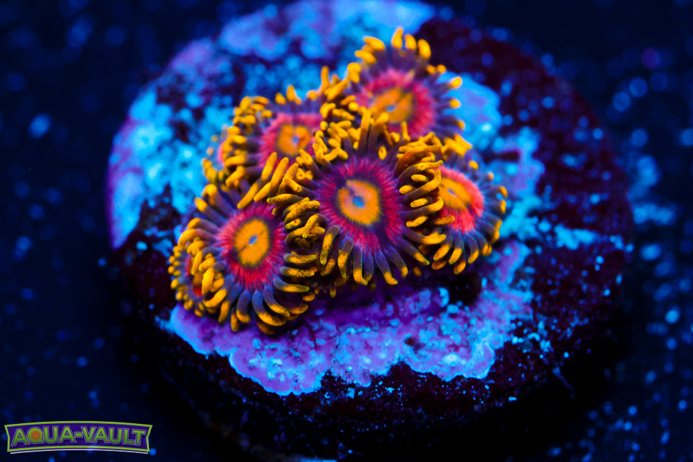 Joe's Crab Nebula Zoa 2