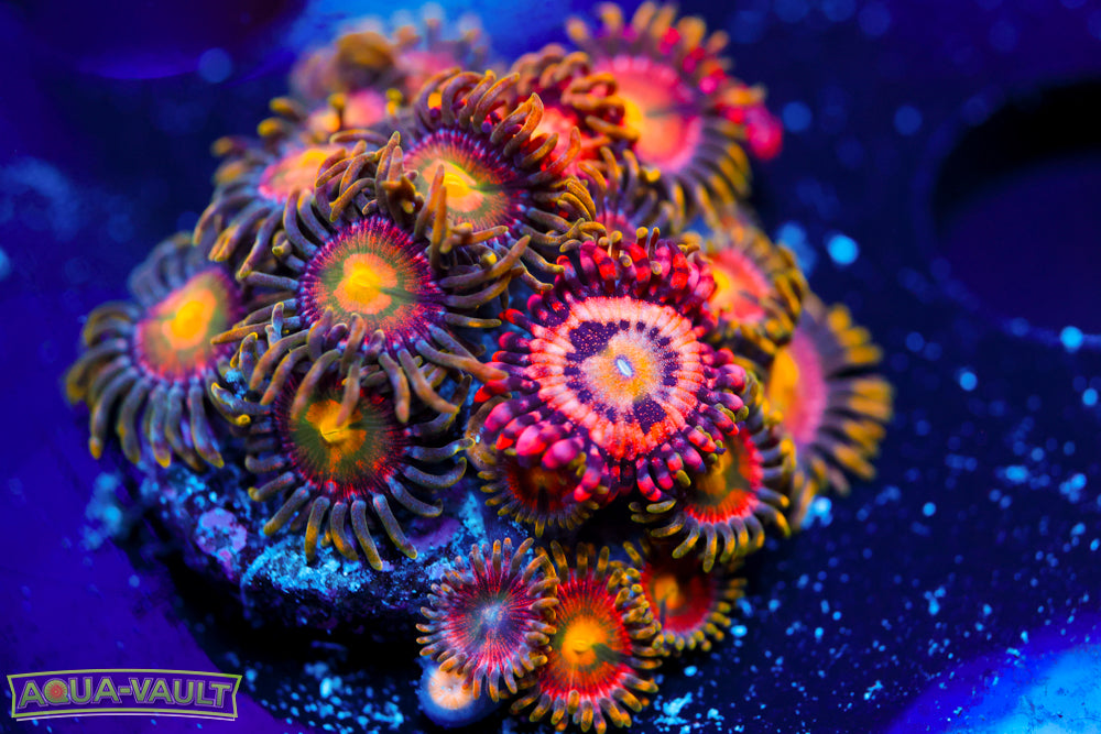 Laser Lemon + Playboy Zoa