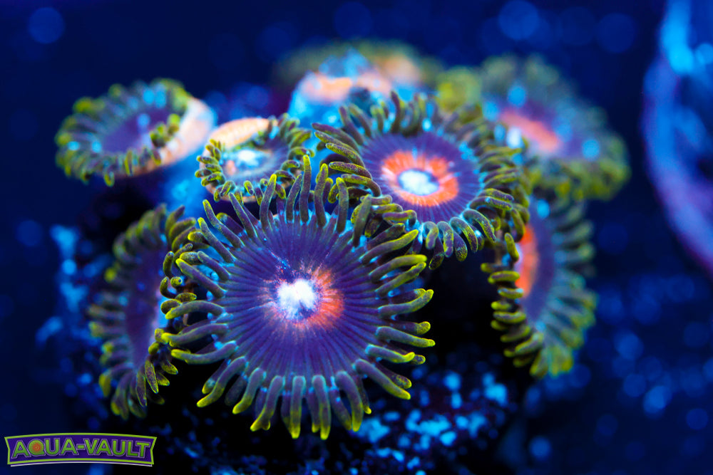 Ultra Nipple Zoa 3
