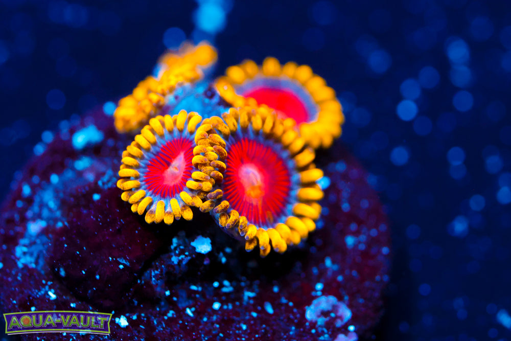 CC Super Saiyan Zoa 1
