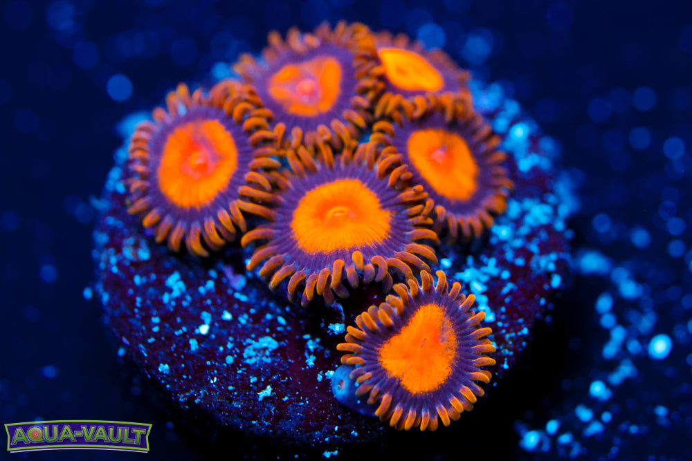 Sunflower Zoa 2