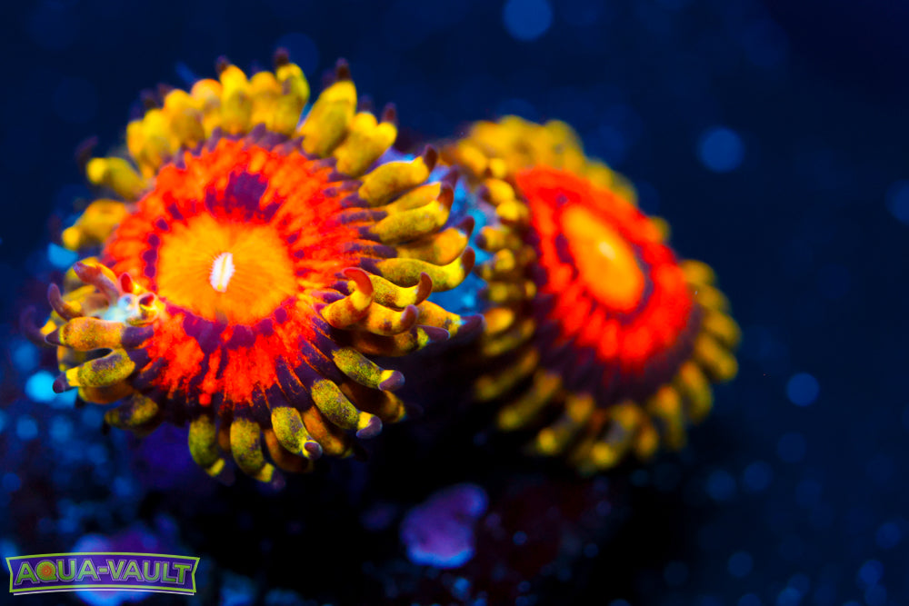 Rainbow Incinerator Zoa 1