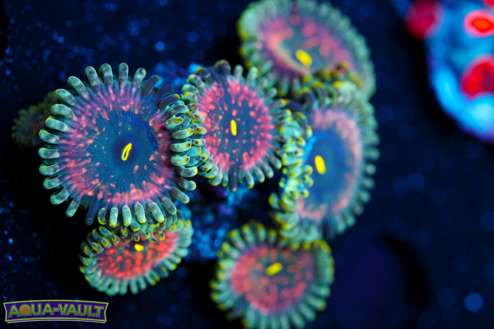 Hawaiian People Eater Zoa