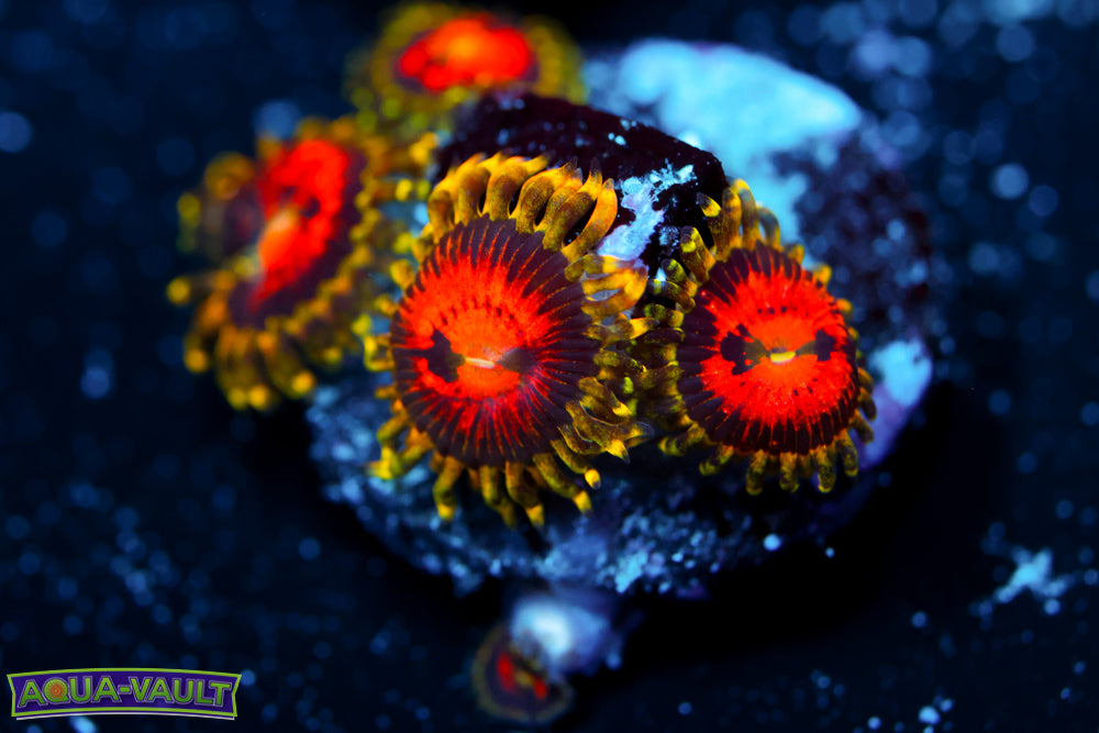 Rainbow Incinerator Zoa 4