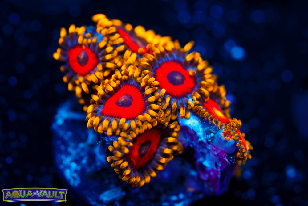 Eagle Eyes Zoa 4